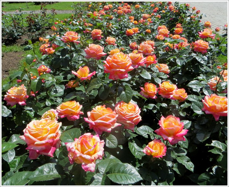 Oriental Peace róże wielkokwiatowe